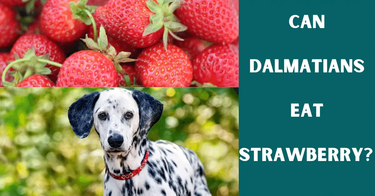 can dalmatians eat strawberry