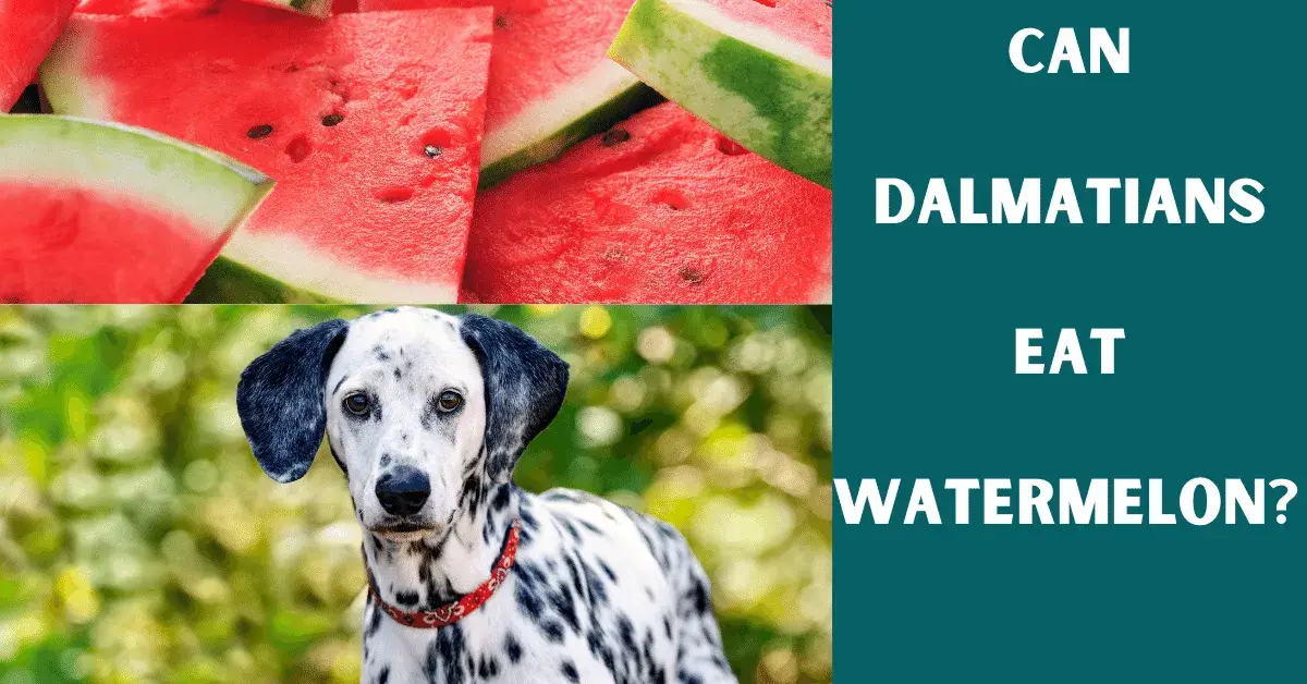 an dalmatians eat watermelon