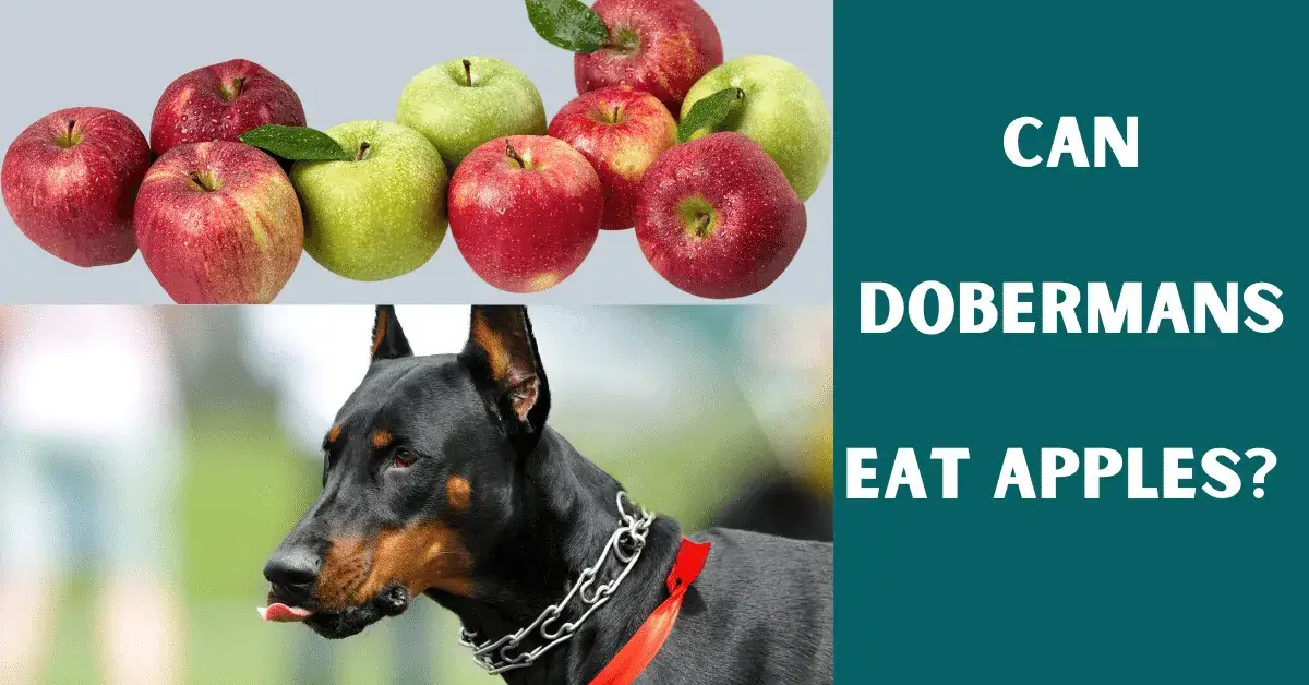 can dobermans eat apples