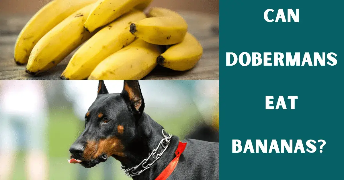 can dobermans eat bananas