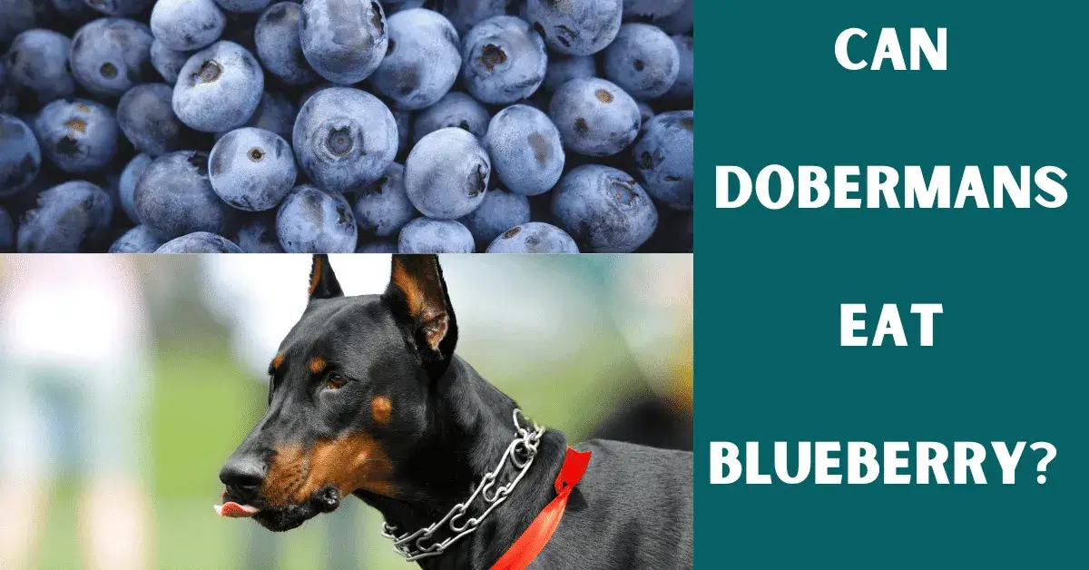 can dobermans eat blueberry