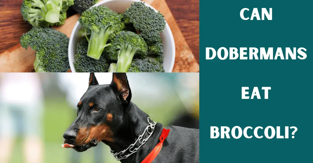 can dobermans eat broccoli