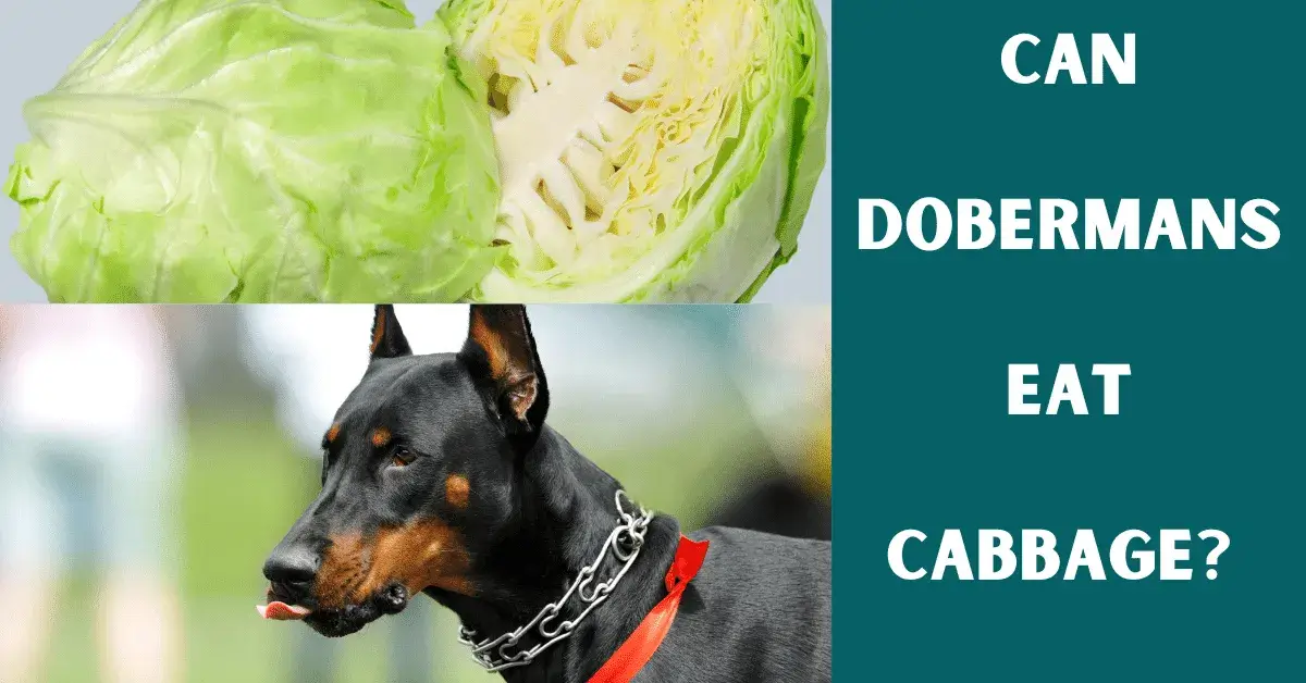 can dobermans eat cabbage