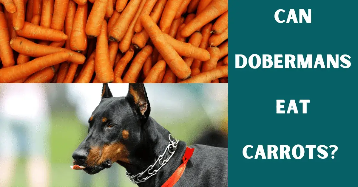 can dobermans eat carrots