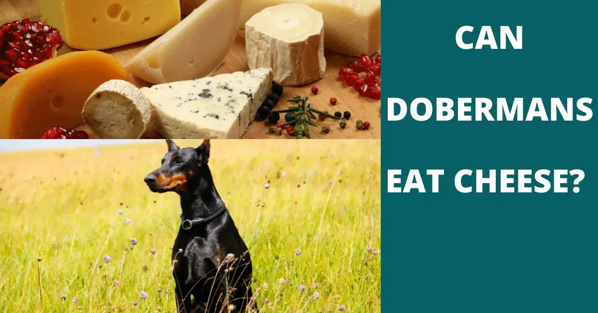 can dobermans eat cheese