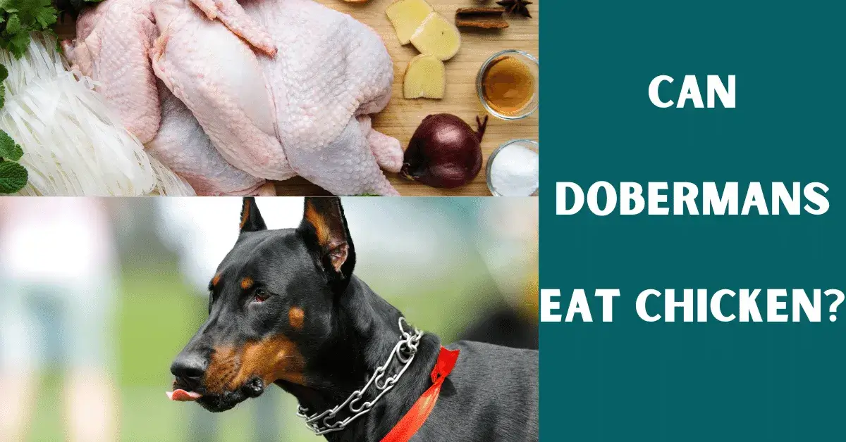 can dobermans eat chicken