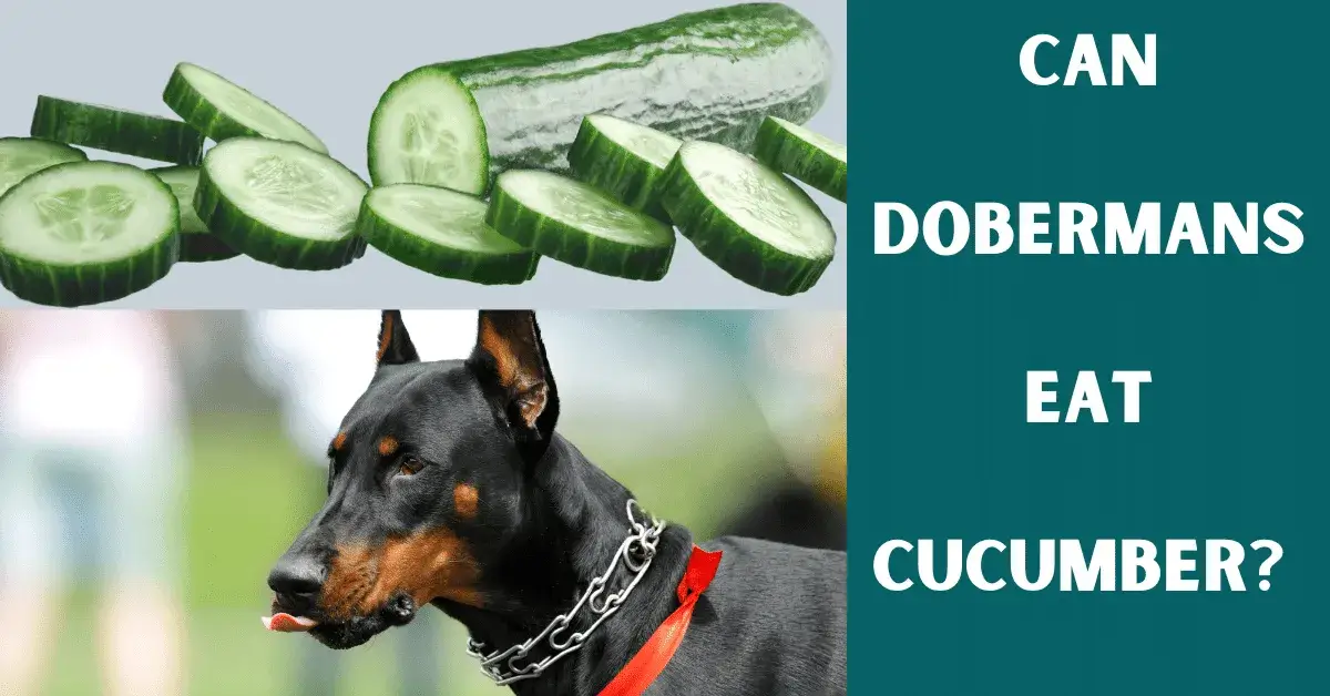 can dobermans eat cucumber