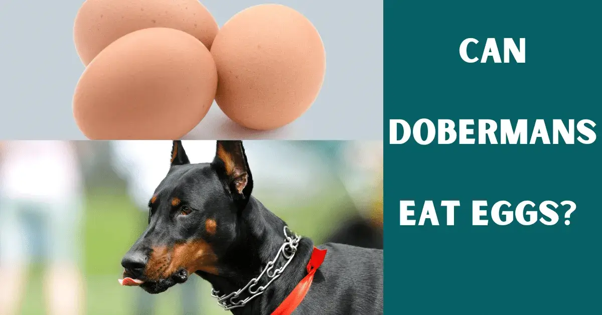 can dobermans eat eggs