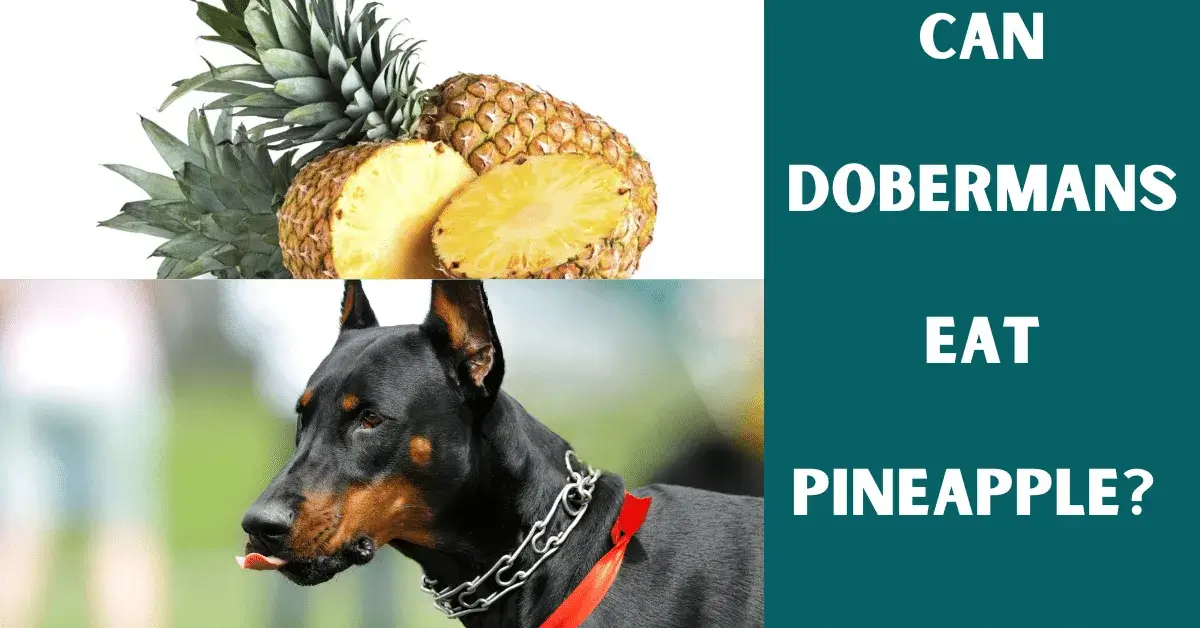 can dobermans eat pineapple