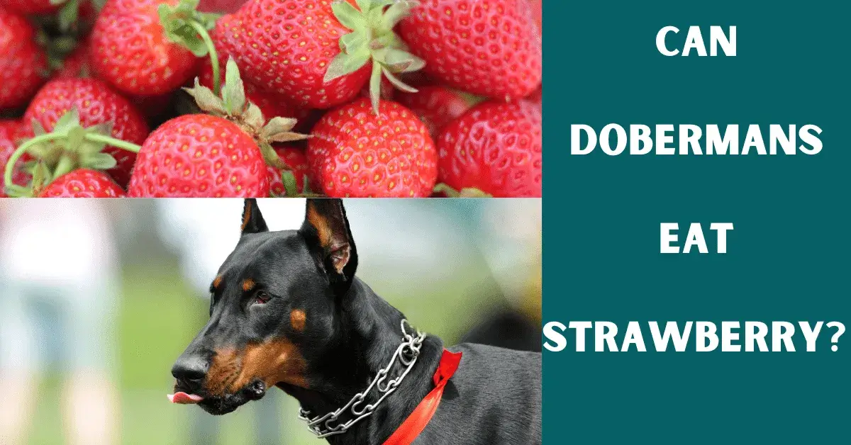 can dobermans eat strawberry