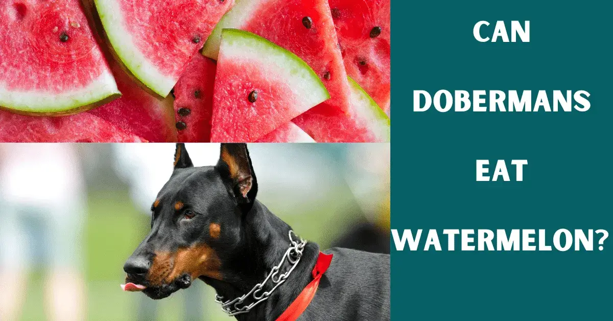 can dobermans eat watermelon