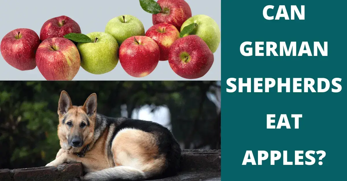 can german shepherds eat apples