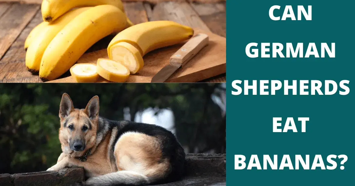 can german shepherds eat bananas