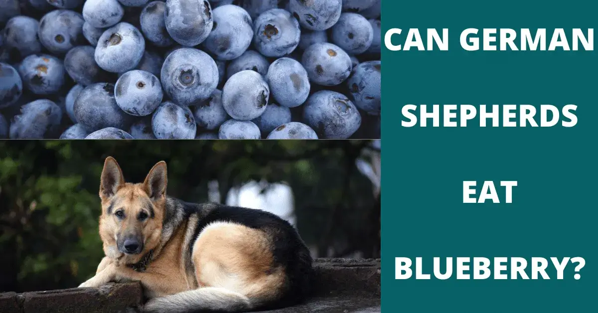 can german shepherds eat blueberry