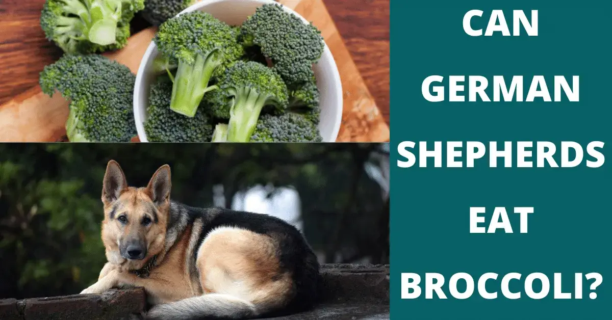 can german shepherds eat broccoli