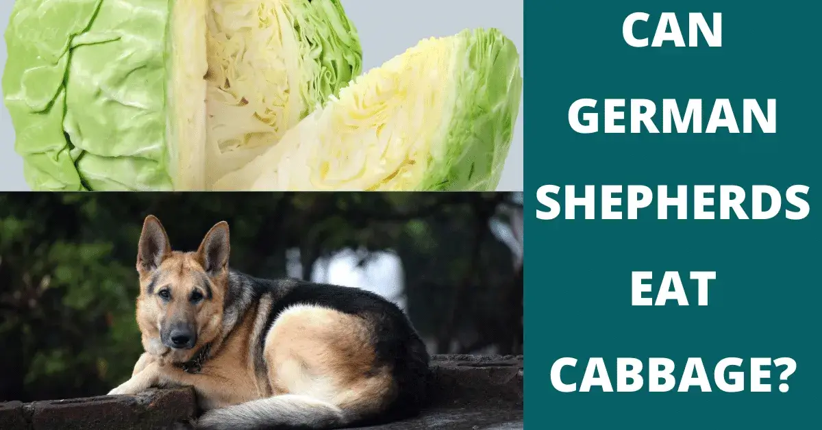 can german shepherds eat cabbage