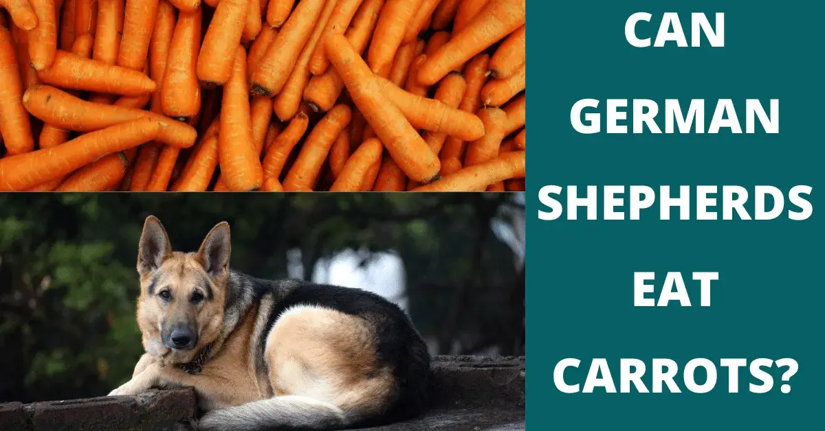 can german shepherds eat carrots