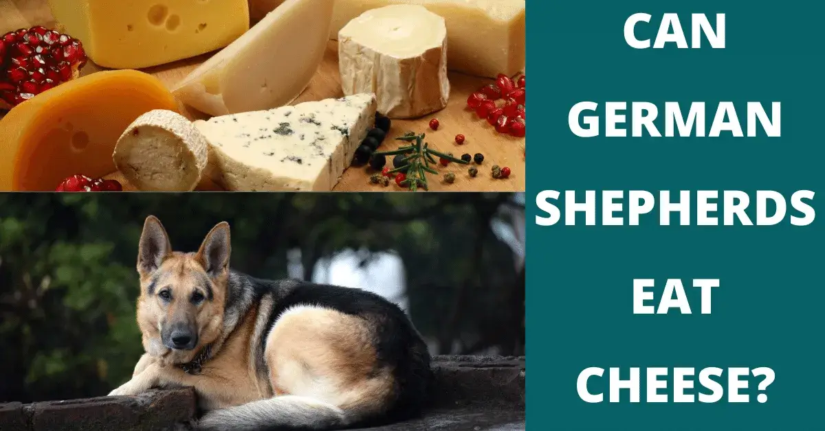 can german shepherds eat cheese