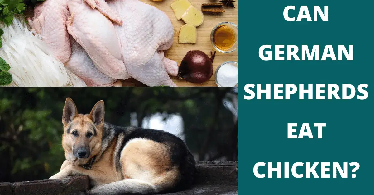 can german shepherds eat chicken