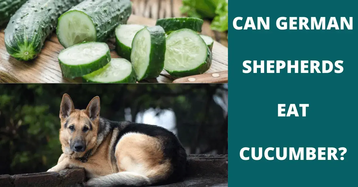 can german shepherds eat cucumber