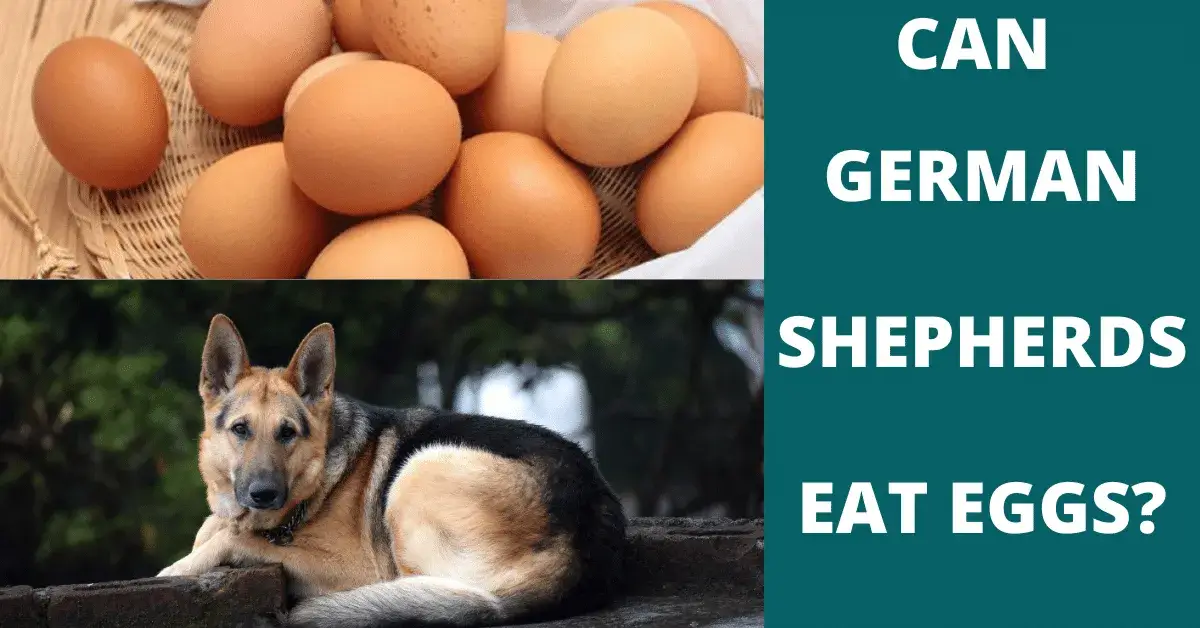 can german shepherds eat eggs