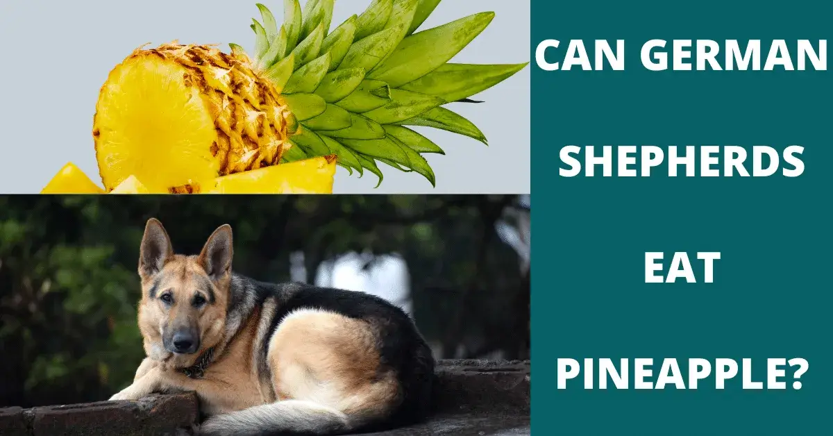 can german shepherds eat pineapple