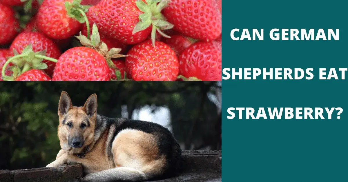 can german shepherds eat strawberry