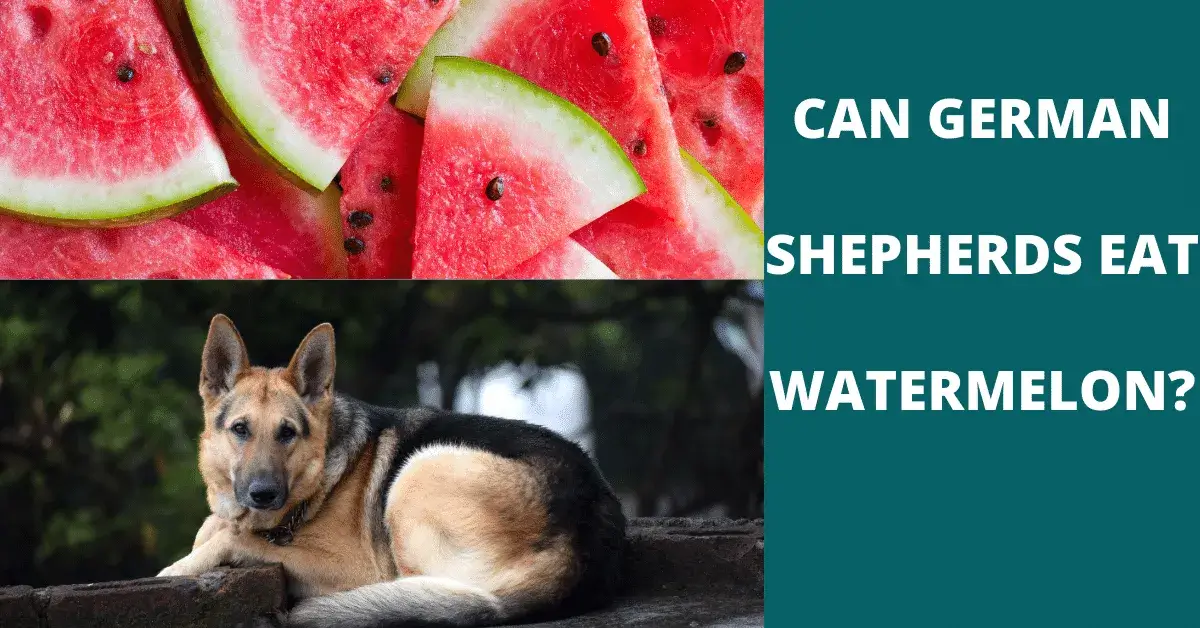 can german shepherds eat watermelon