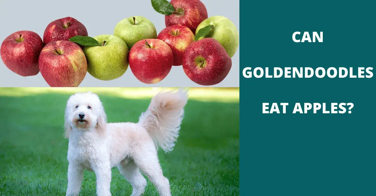 can goldendoodles eat apples