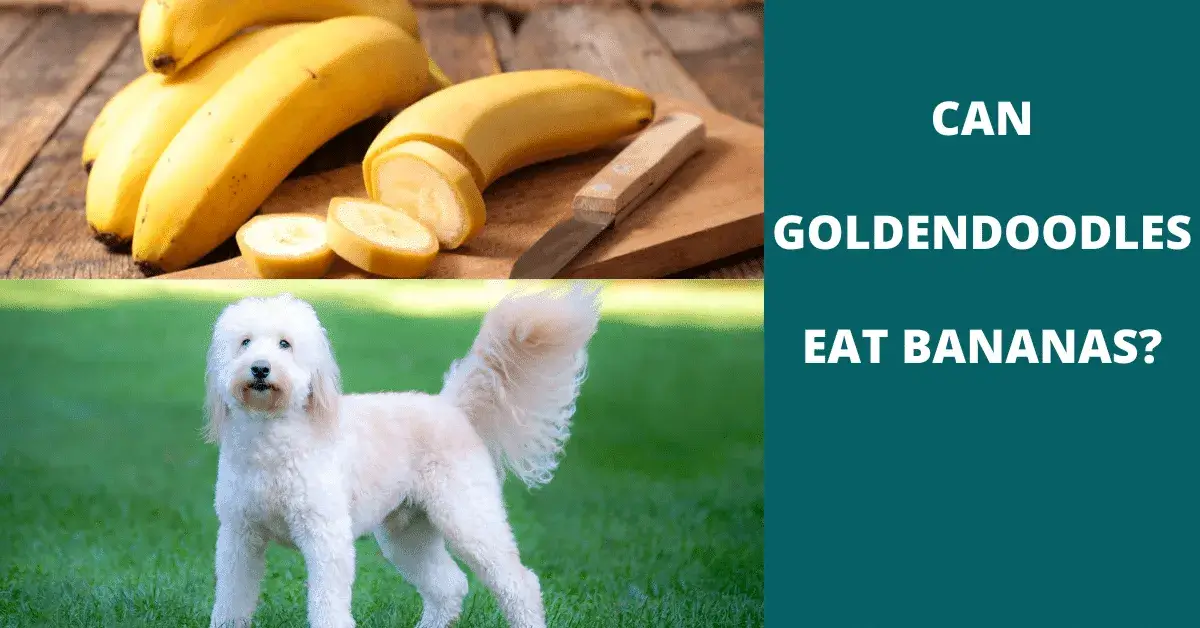 can goldendoodles eat bananas