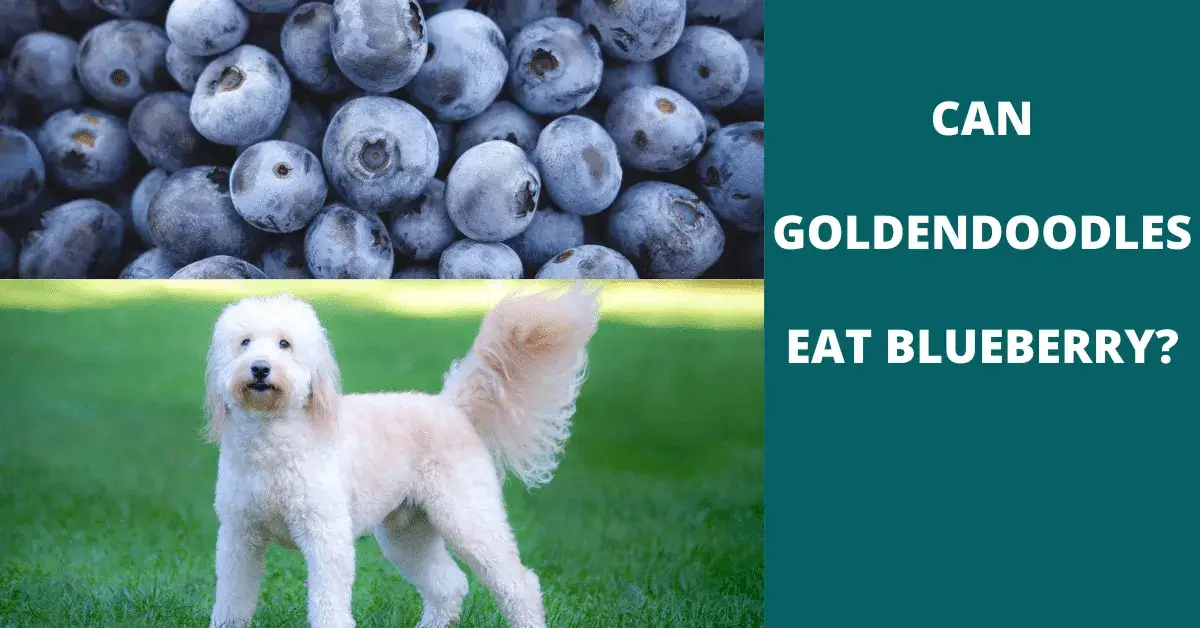 can goldendoodles eat blueberry