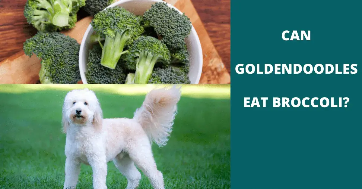 can goldendoodles eat broccoli