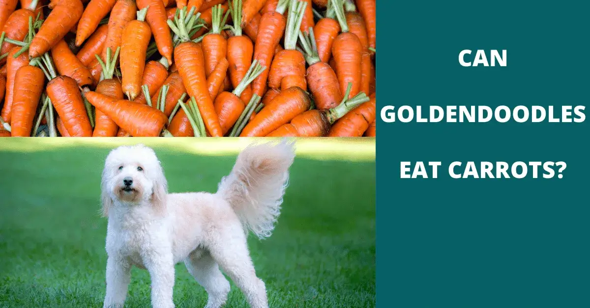 can goldendoodles eat carrots