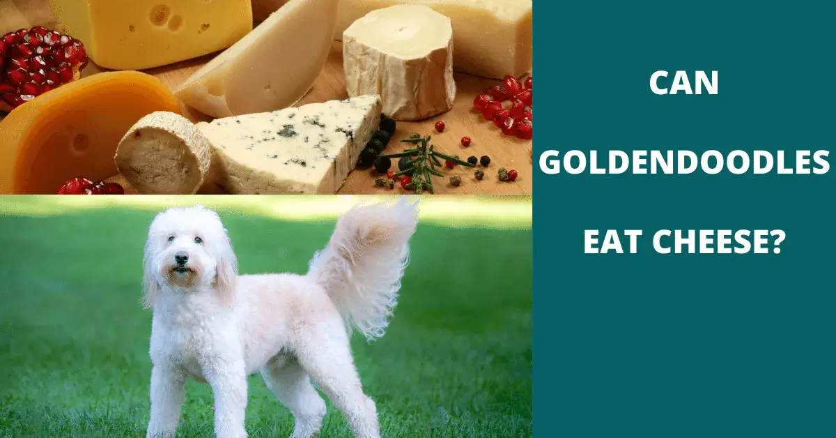 can goldendoodles eat cheese