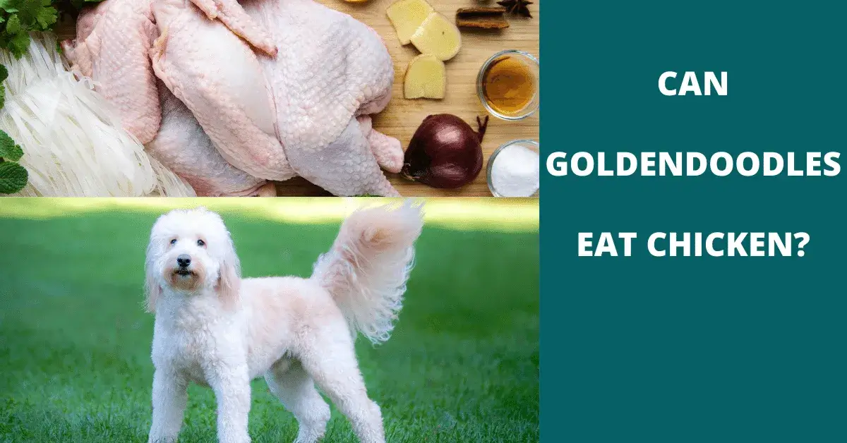 can goldendoodles eat chicken