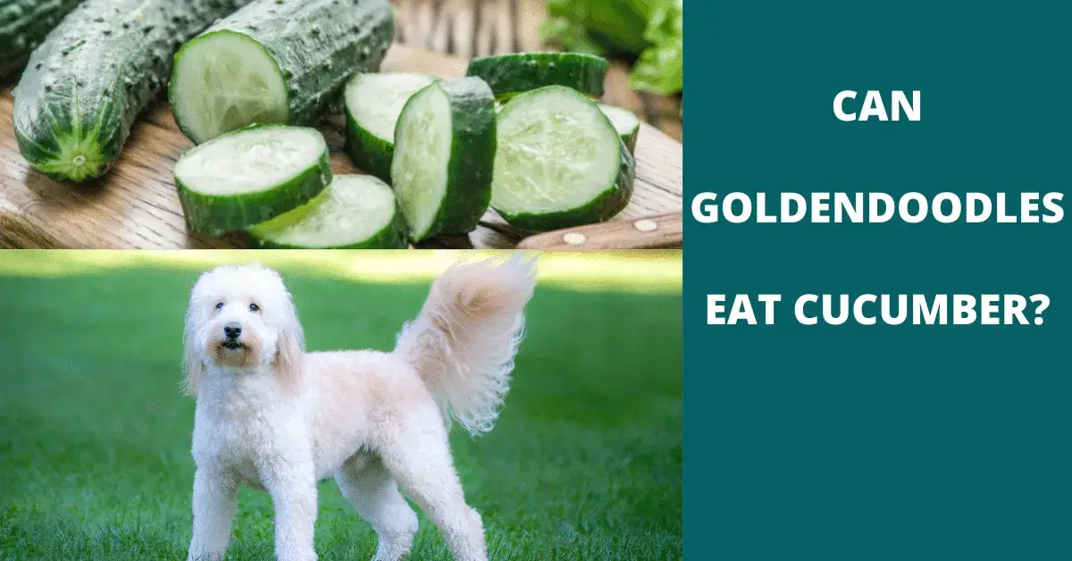 can goldendoodles eat cucumber