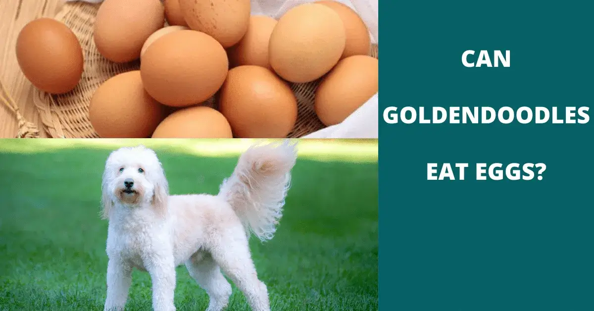 can goldendoodles eat eggs