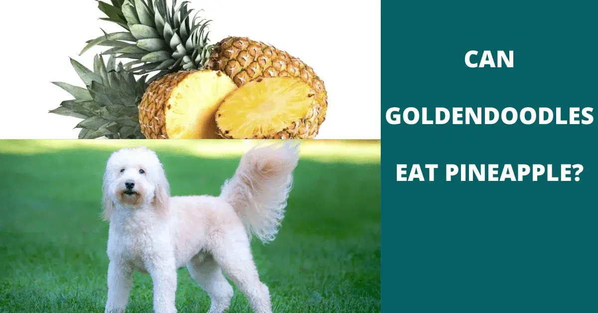 can goldendoodles eat pineapple