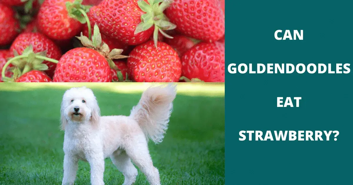 can goldendoodles eat strawberry