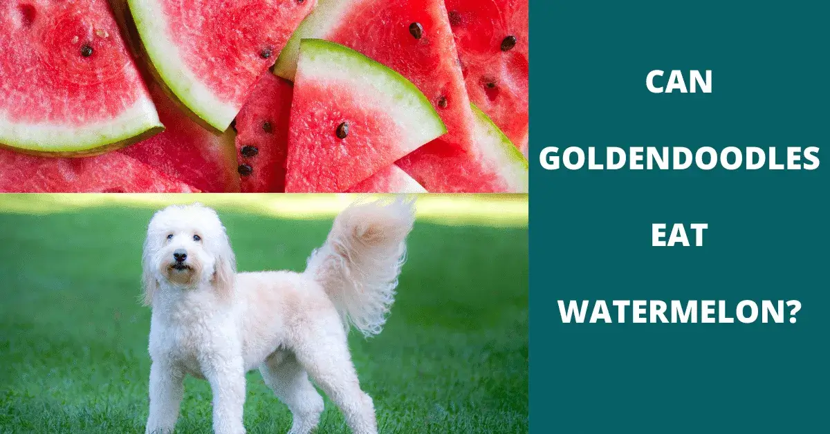 can goldendoodles eat watermelon