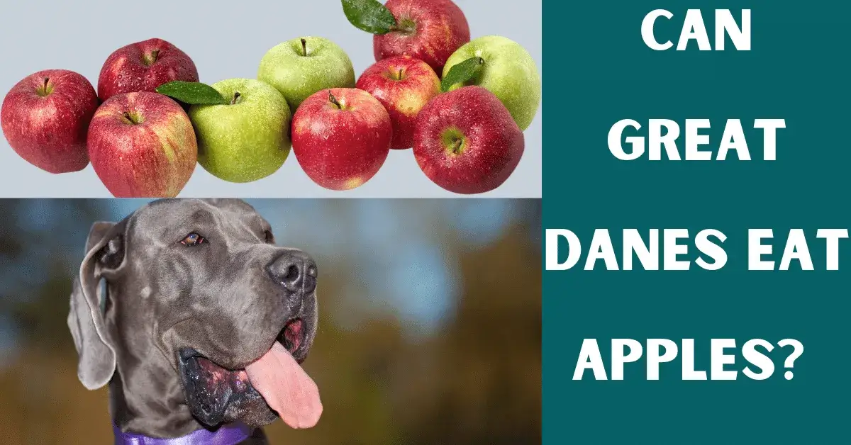 can great danes eat apples