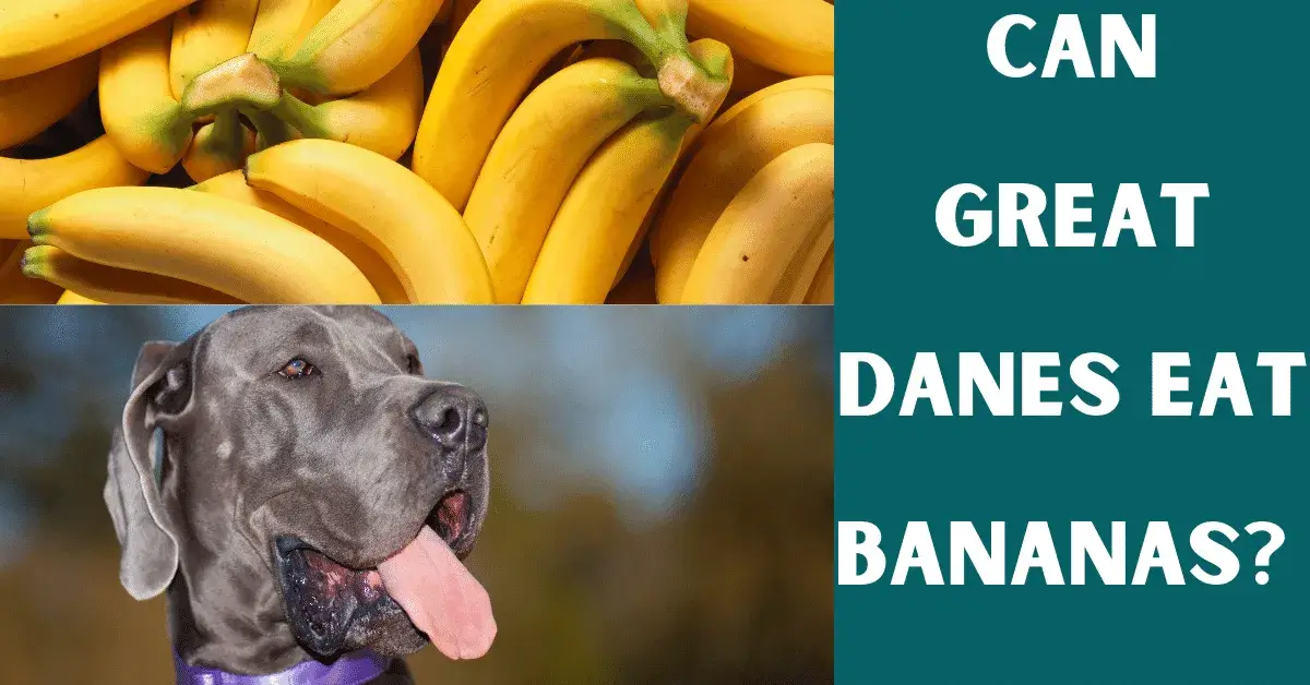 can great danes eat bananas