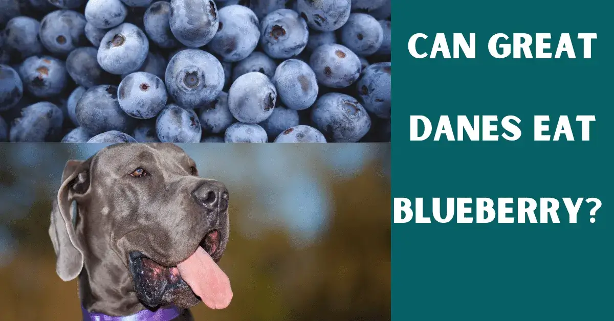 can great danes eat blueberry