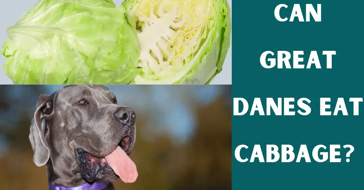 can great danes eat cabbage