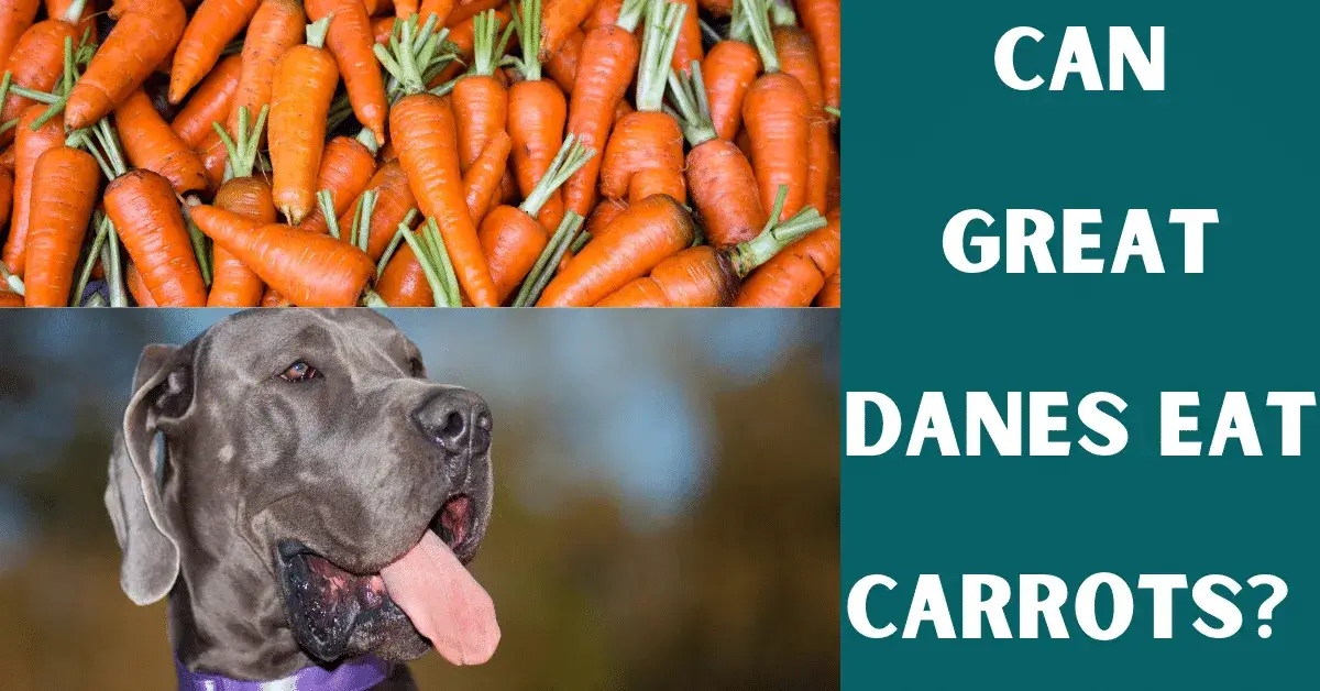 can great danes eat carrots