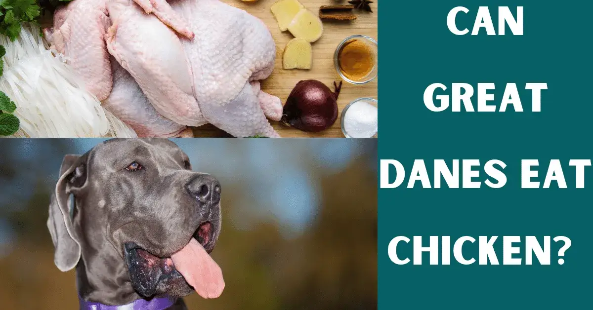 can great danes eat chicken