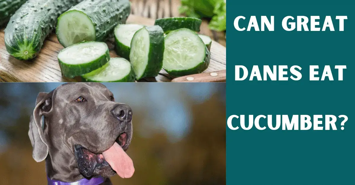 can great danes eat cucumber