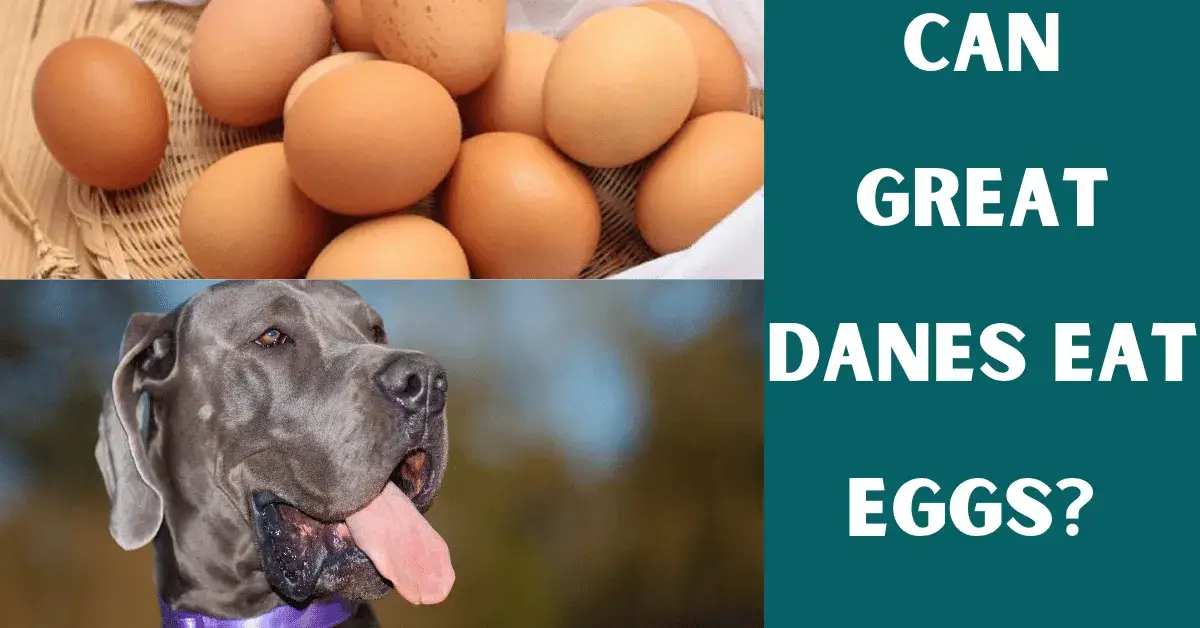 can great danes eat eggs