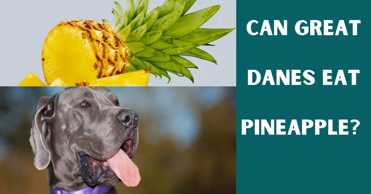 can great danes eat pineapple