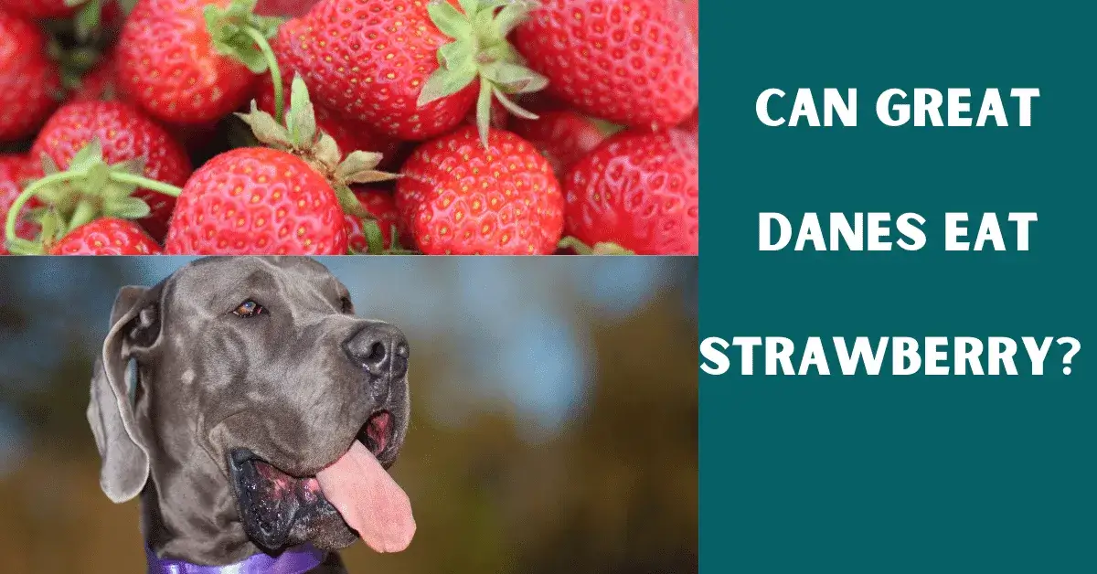 can great danes eat strawberry